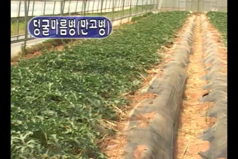 병해_덩굴마름병 썸네일 이미지