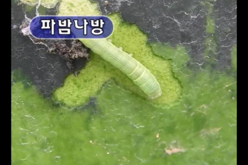 파밤나방 썸네일 이미지