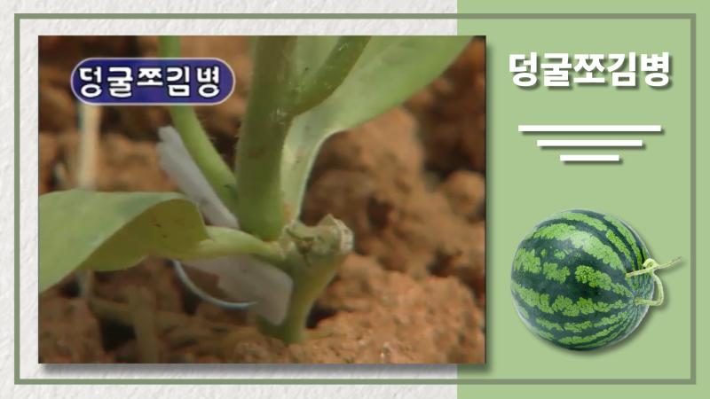 덩굴쪼김병 썸네일 이미지