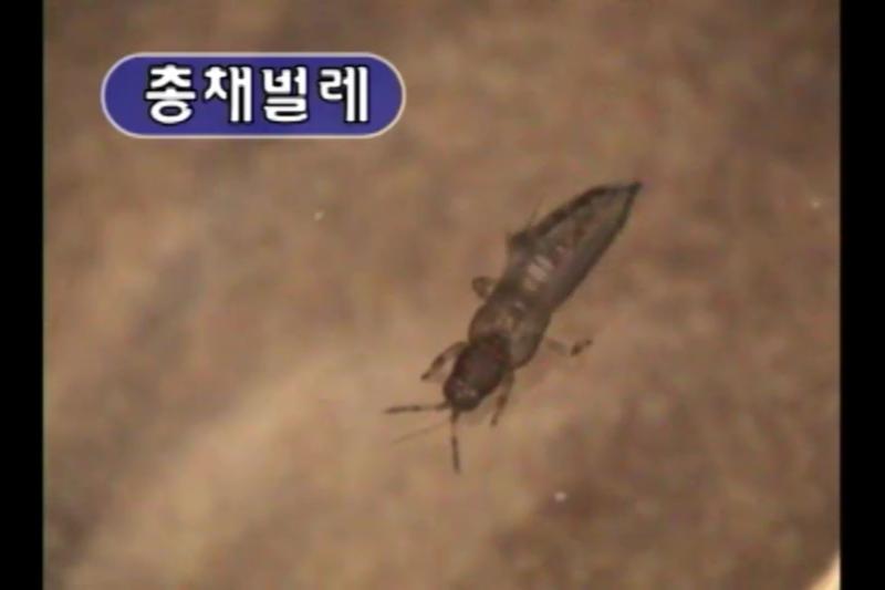 총채벌레 썸네일 이미지