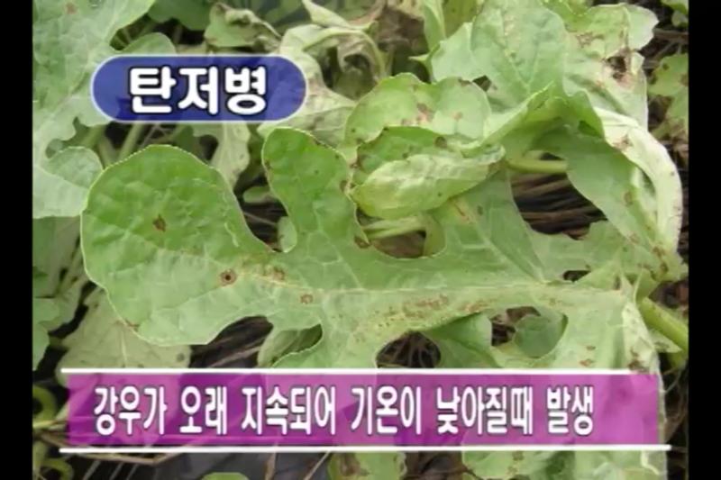 병해_탄저병 썸네일 이미지