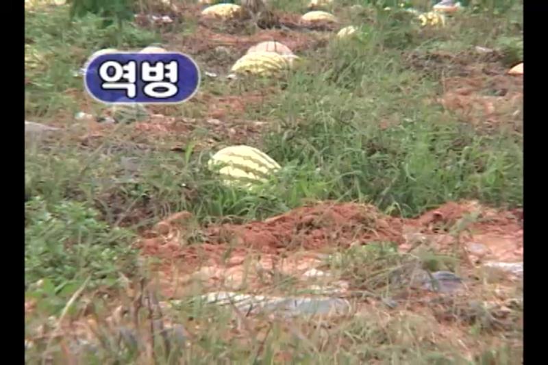 병해_역병 썸네일 이미지