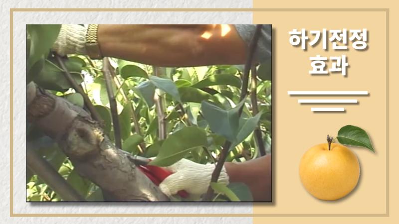하기전정 효과
