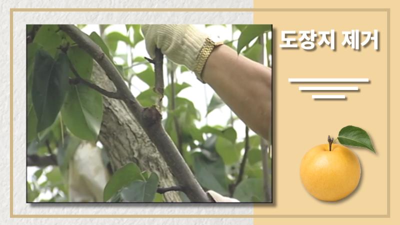 도장지 제거