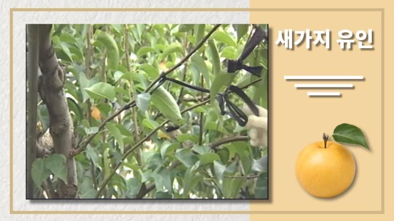 새가지 유인