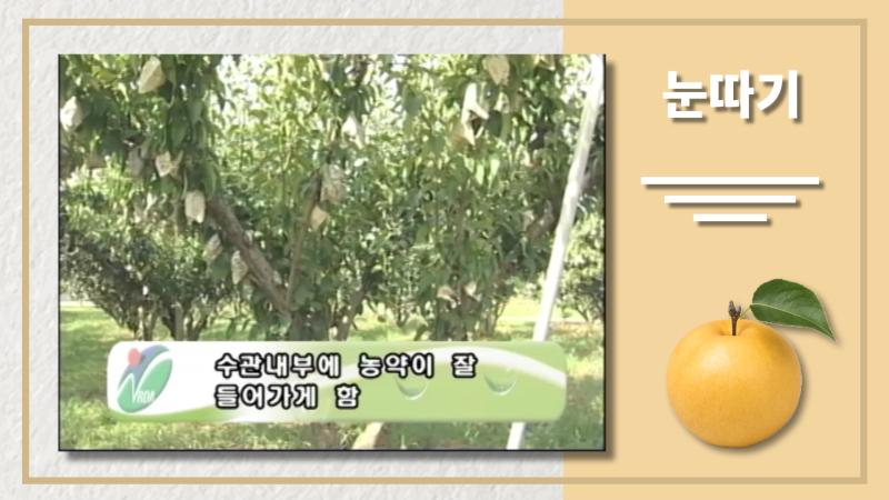 눈따기