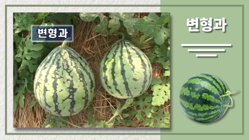 변형과