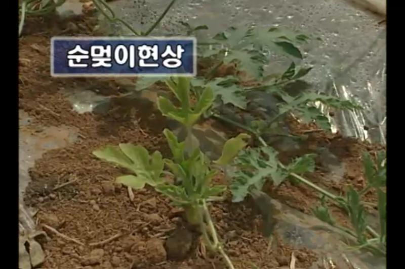 순멎이 현상_암꽃의 착생불량