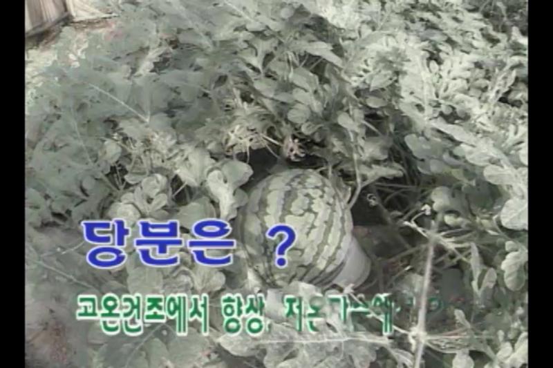 과실발달 생리