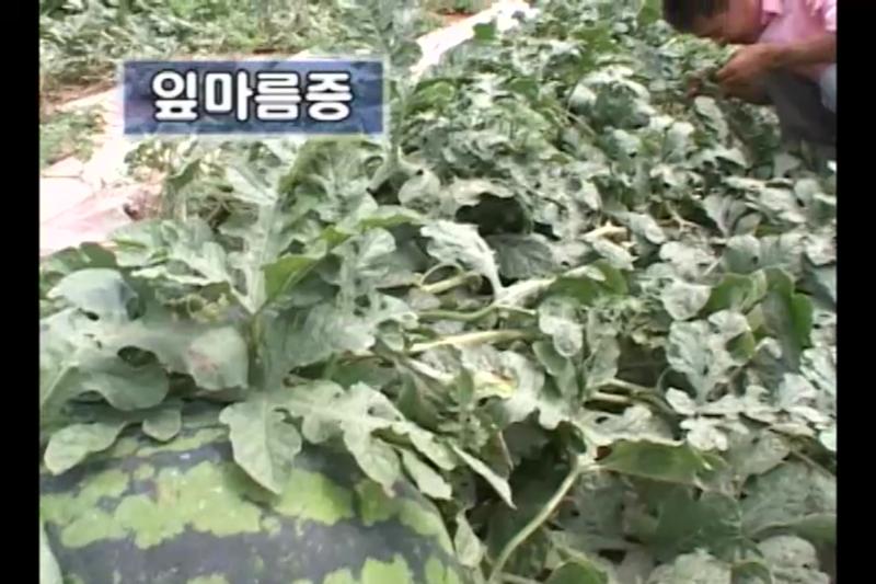 잎마름증
