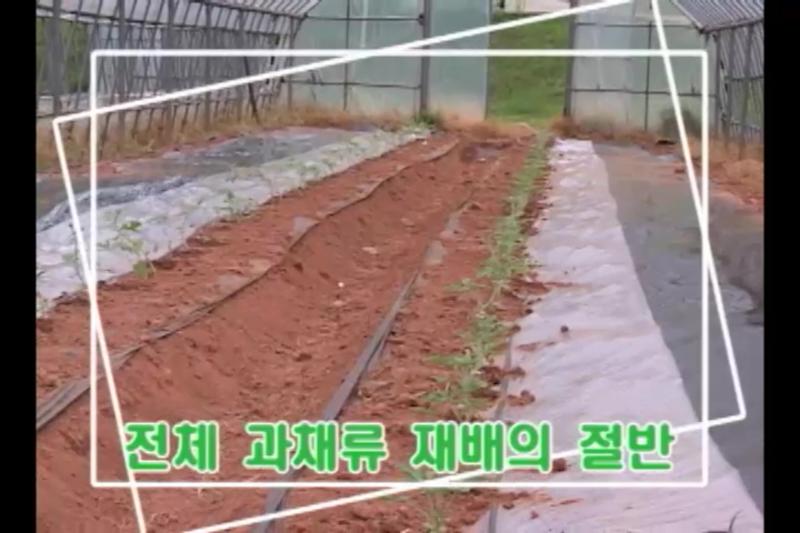 개요_잎, 꽃 장해_급성위조증