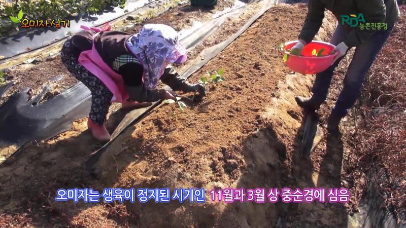 오미자 심기 썸네일 이미지