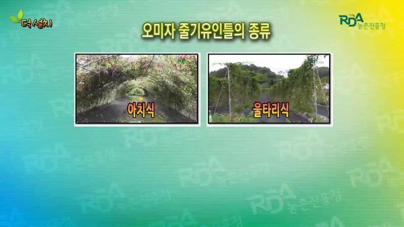 오미자 줄기유인틀 설치 썸네일 이미지