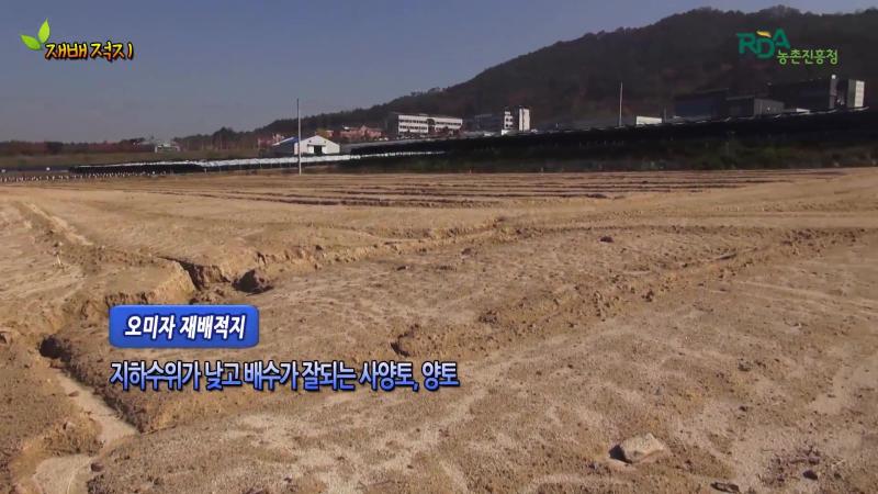 오미자 재배적지 및 토양관리 썸네일 이미지