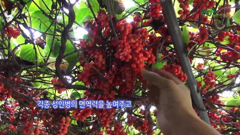 오미자 현황 썸네일 이미지