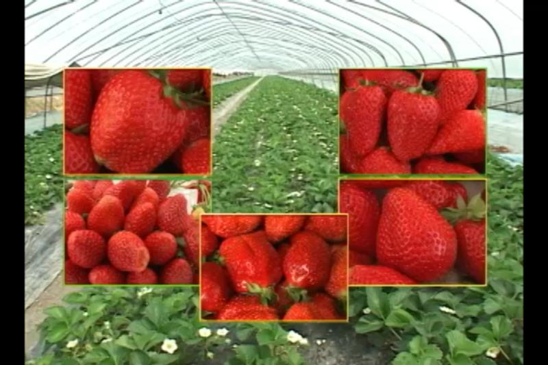 딸기의 주요 품종 특성_장희