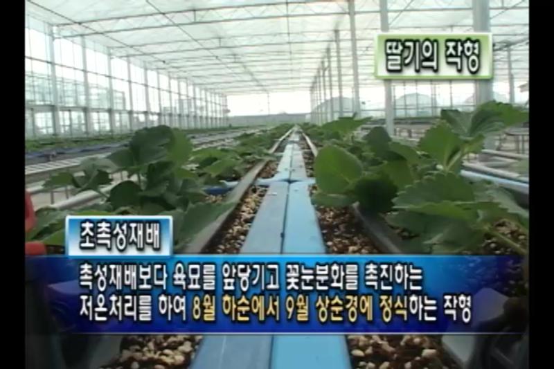 초촉성재배_반촉성 재배