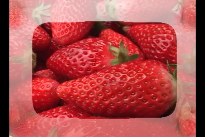 딸기의 작형_촉성재배_딸기 작형 표