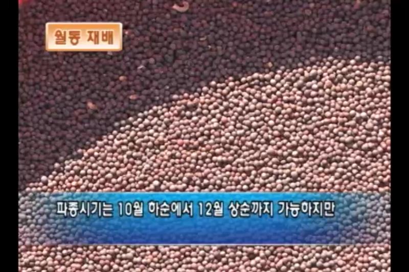 월동