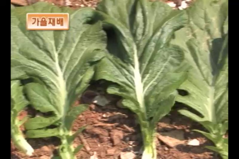 갓 재배기술_가을재배