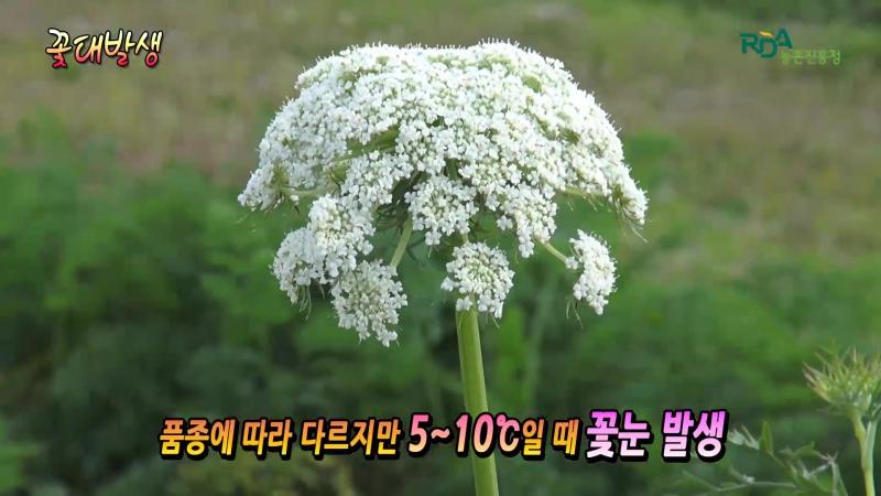 꽃대발생