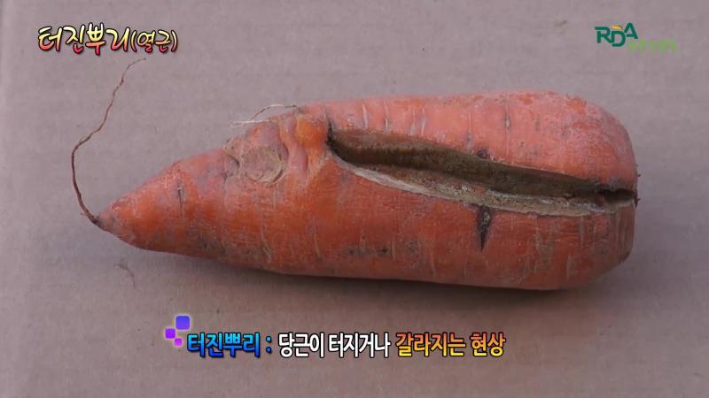 터진뿌리(열근)