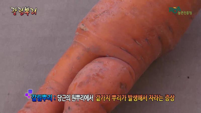 갈림뿌리