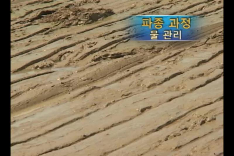 이앙 작업_로타리 치는 파종과정(물관리)