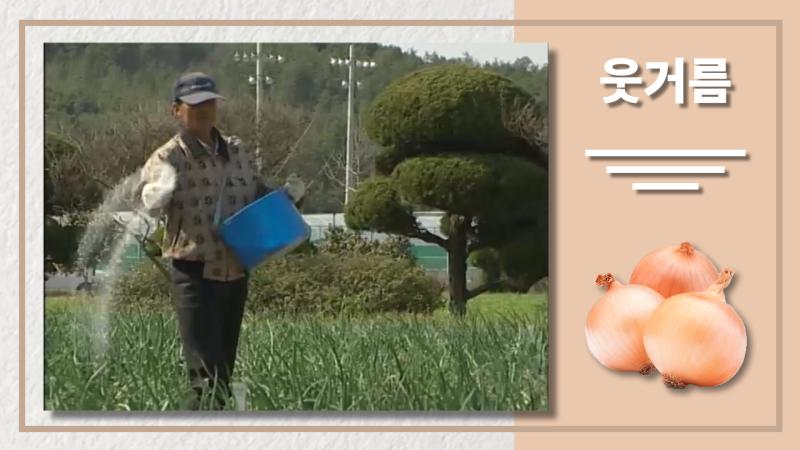 웃거름