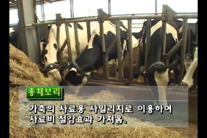 총체보리_밀_귀리와 호밀