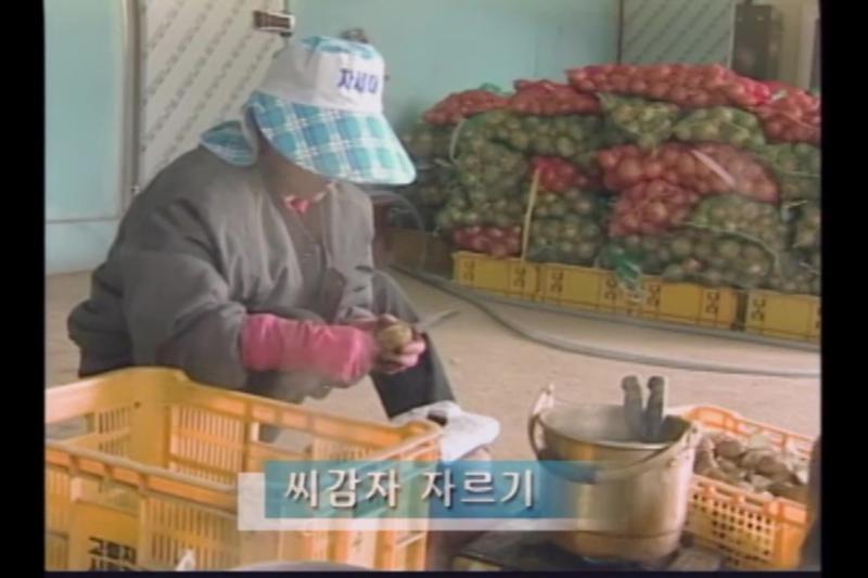 씨감자 자르기