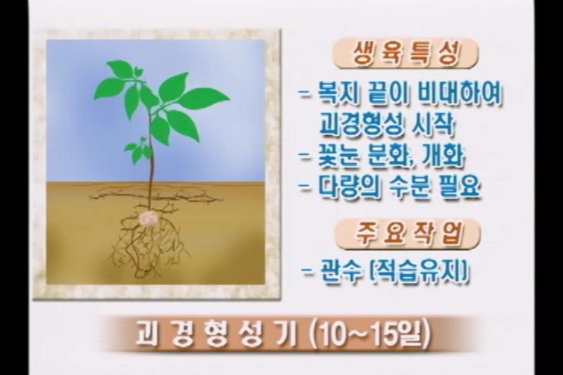 감자의 생육단계