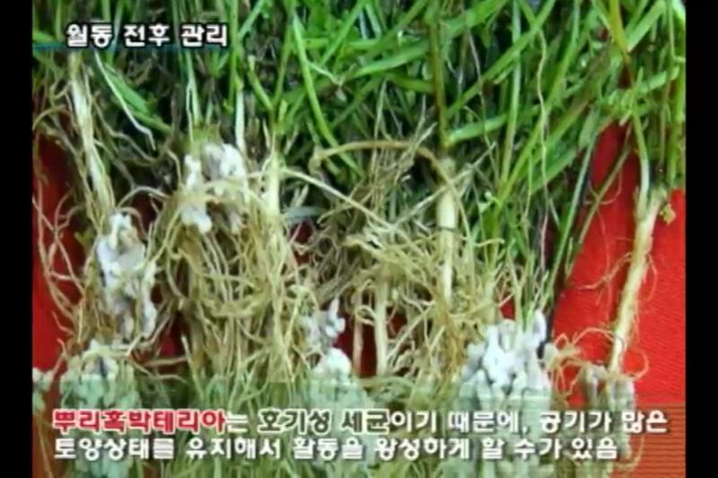 월동 전후 관리_생육 및 개화