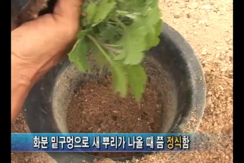 정식_가지의 유인_지주와 꽃받침