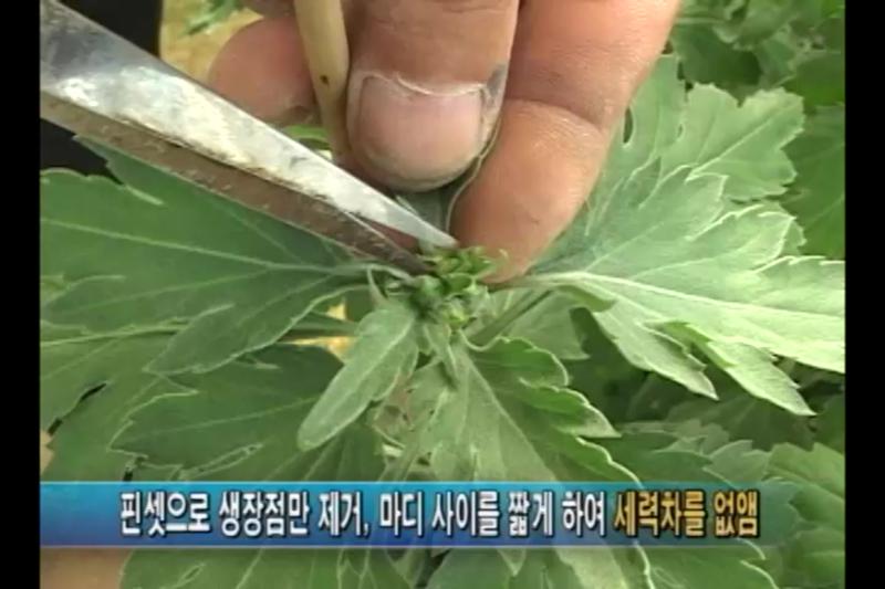 생장조절