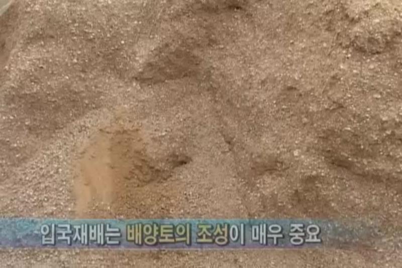 배양토 만들기_묘 기르기와 정식_차이식_차이식