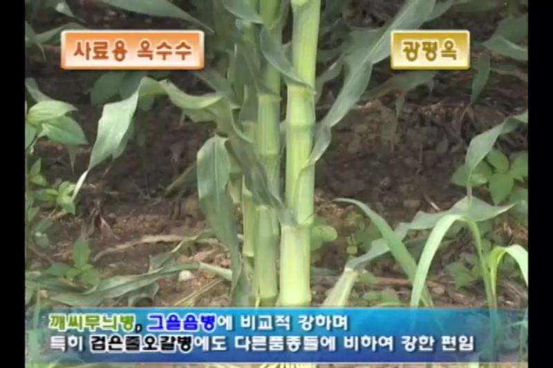 광평옥_청안옥_강다옥