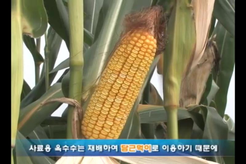 사료용 옥수수의 특성_수원호