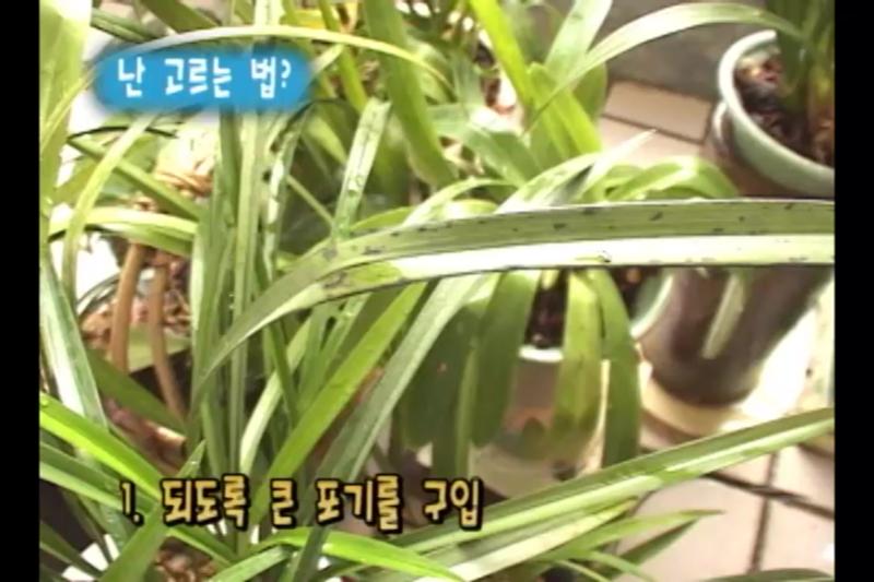 난 선택하는 방법, 꽃을 즐기는 방법_꽃이 핀 난, 자르는 법