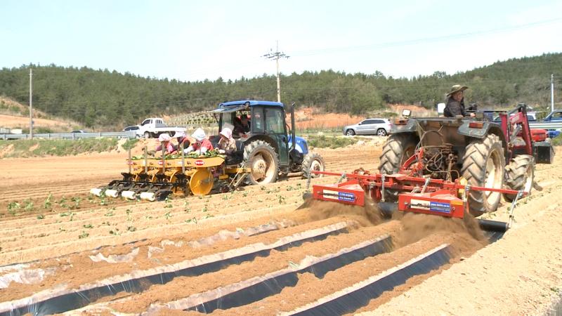 고구마 생산 기계화 기술 활용 농가