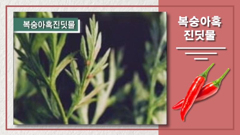 복숭아 혹진딧물
