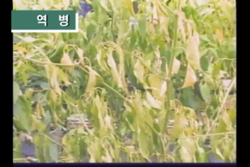 역병