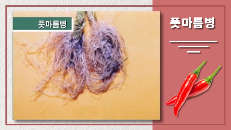 풋마름병