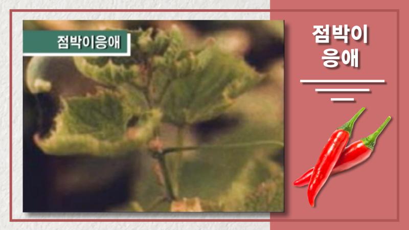 점박이 응애