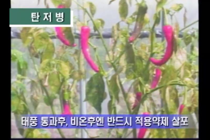 장마철 피해