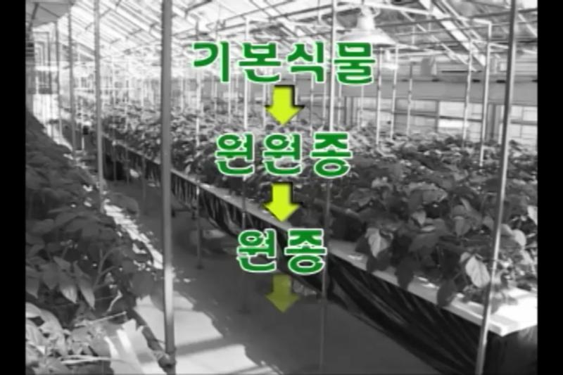 씨감자 품질