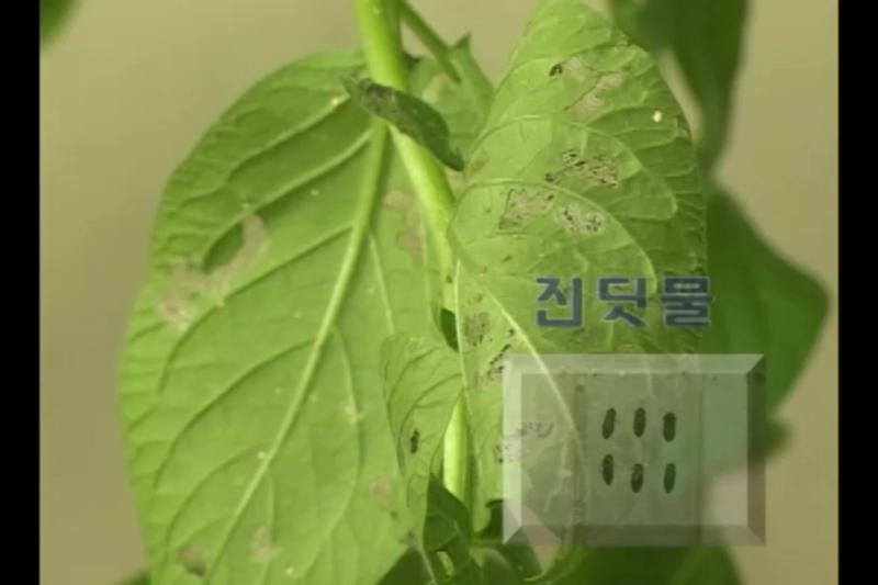 병리적 퇴화