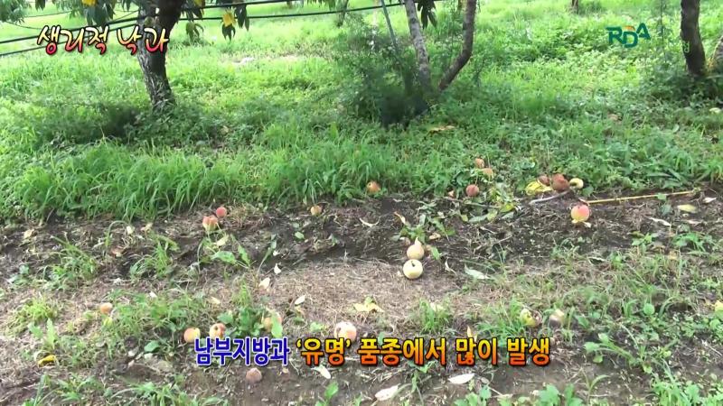 수확기생리적낙과