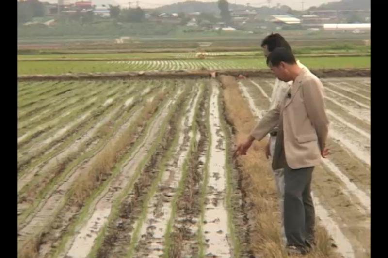 벼 부분경운 이앙기의 장점 인터뷰