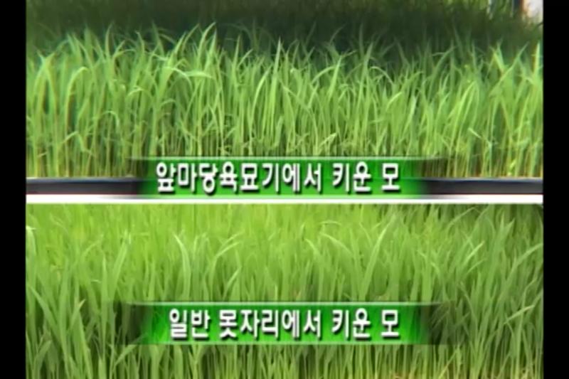 앞마당 육묘기와 못자리에서 키웠을 때 모 상태 비교